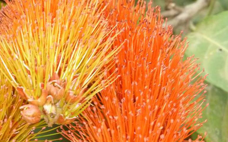 Flores Silvestres de Tuxtla - El Heraldo de Chiapas | Noticias Locales,  Policiacas, sobre México, Chiapas y el Mundo