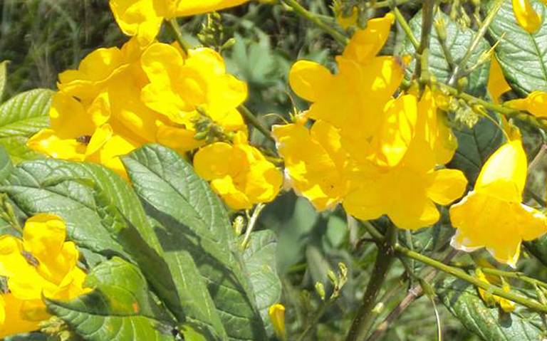Flores Silvestres de Tuxtla - El Heraldo de Chiapas | Noticias Locales,  Policiacas, sobre México, Chiapas y el Mundo