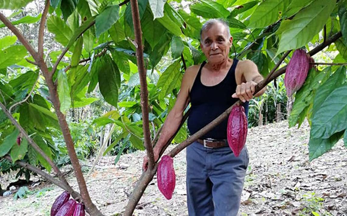 El cacao de Chiapas, de cara a un mejor futuro - El Heraldo de Chiapas
