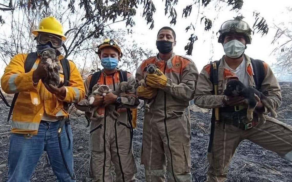 Cachorros son rescatados por PC tras incendio en pastizal – El Heraldo de Chiapas