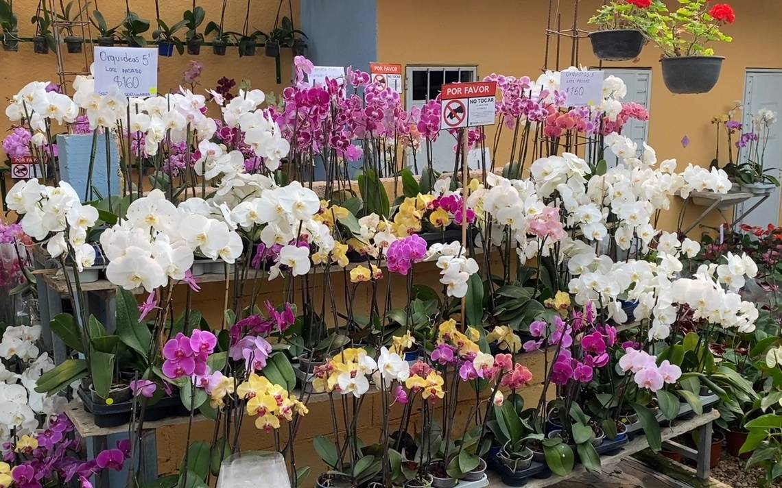 Saque de orquídeas en Chiapas - El Heraldo de Chiapas | Noticias Locales,  Policiacas, sobre México, Chiapas y el Mundo