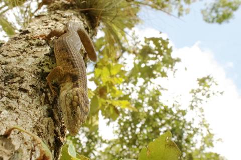 Nuevo reptil es hallado en México