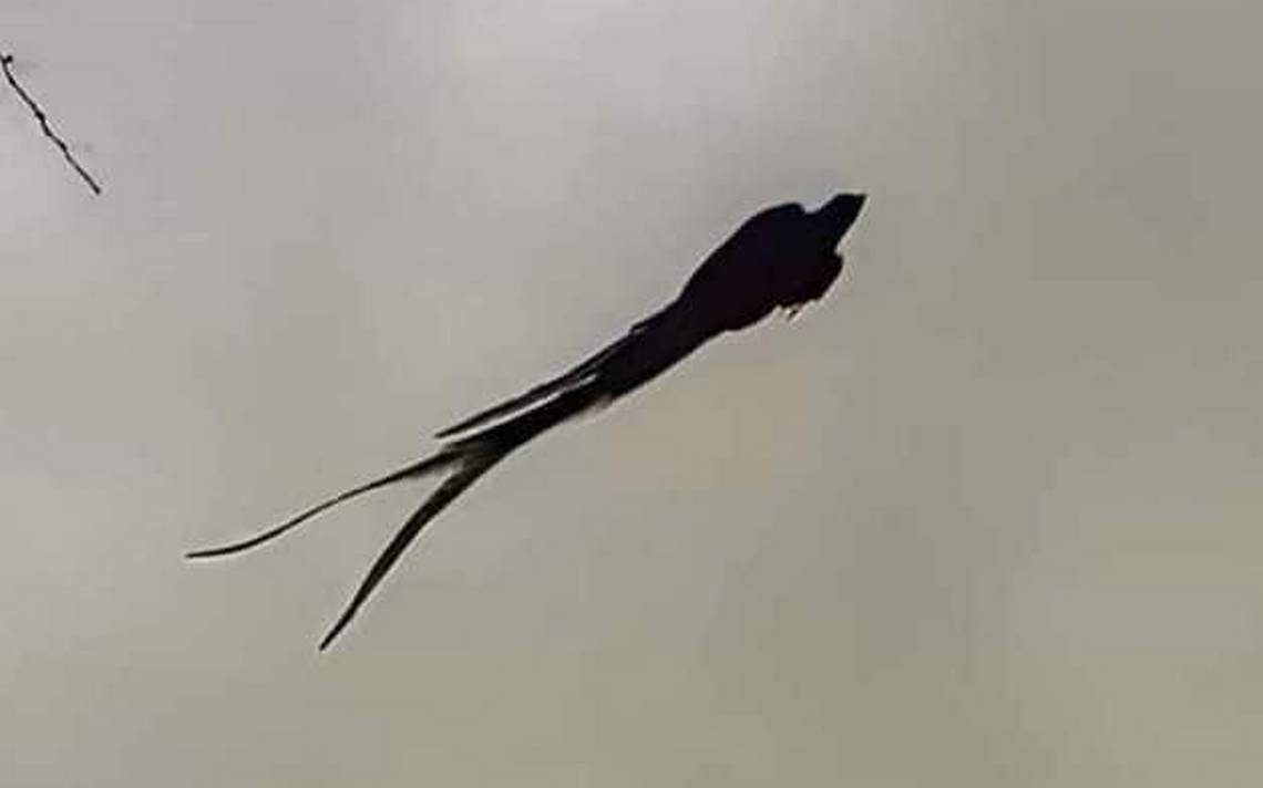 Quetzal volant au Chiapas – El Heraldo de Chiapas