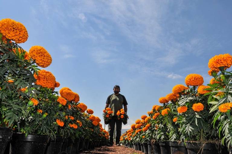 Previo al Día de Muertos flor de cempasúchil y rosas aumentan precios - El  Heraldo de Chiapas | Noticias Locales, Policiacas, sobre México, Chiapas y  el Mundo