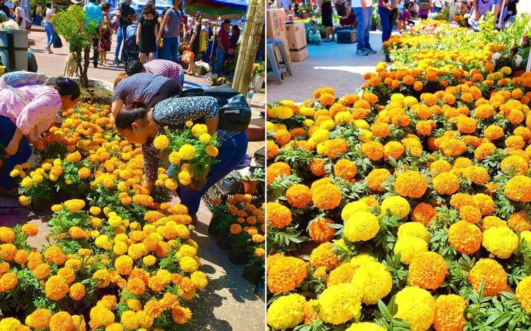 Incrementa la venta de Flor de Cempasúchil en Berriozábal - El Heraldo de  Chiapas | Noticias Locales, Policiacas, sobre México, Chiapas y el Mundo