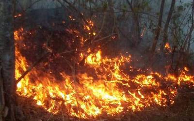 Difícil evaluar impacto de incendios en flora y fauna - El Heraldo de  Chiapas | Noticias Locales, Policiacas, sobre México, Chiapas y el Mundo
